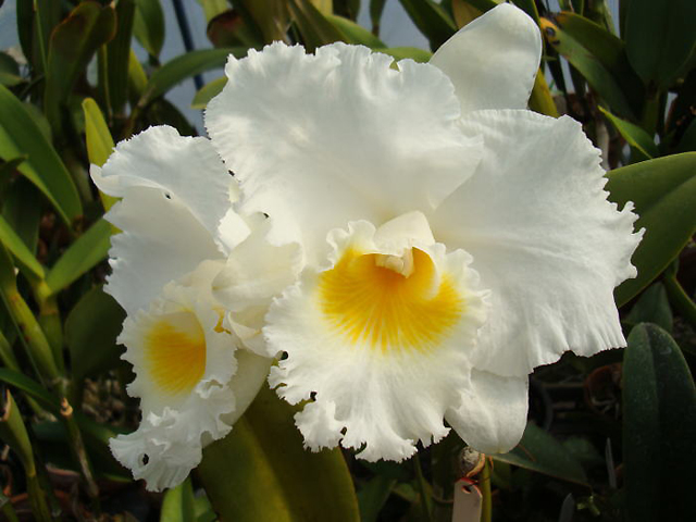 orquidea blanca