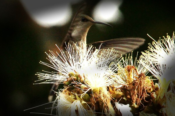 Colibrí Coludo de Caripe