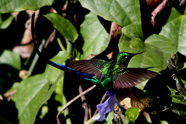 colibris