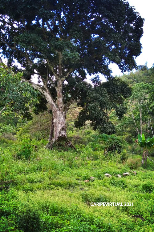fincas5