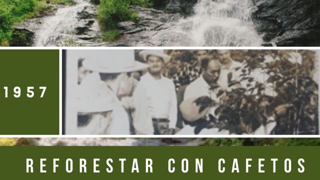 Reforestación con Cafetos