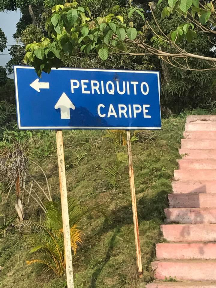 perriquito