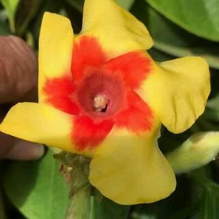 La Flor de La Guanota