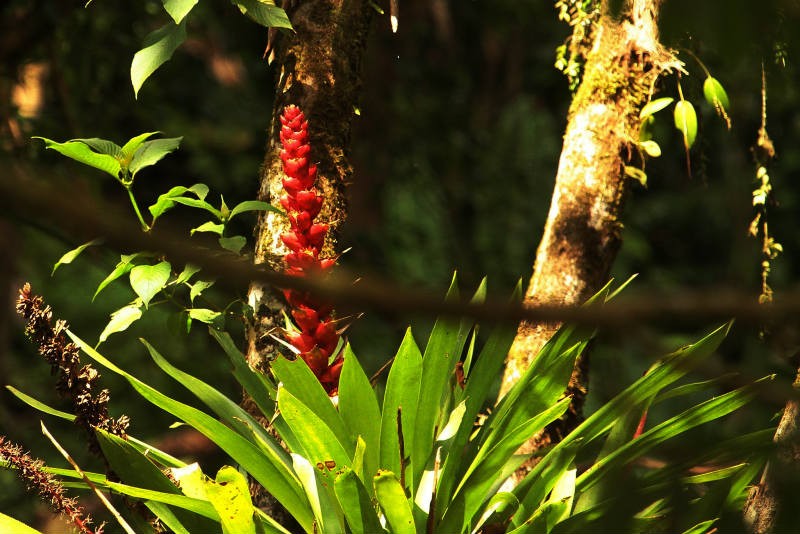 Montañas y cultivos