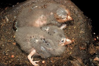 oilbird chicks