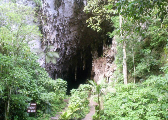 La Cueva del Guácharo