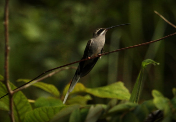 El Paraiso de las Aves