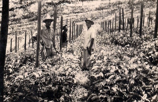 semillero de cafétos chapolas